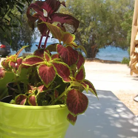 Vikos شقة Paralia Irion