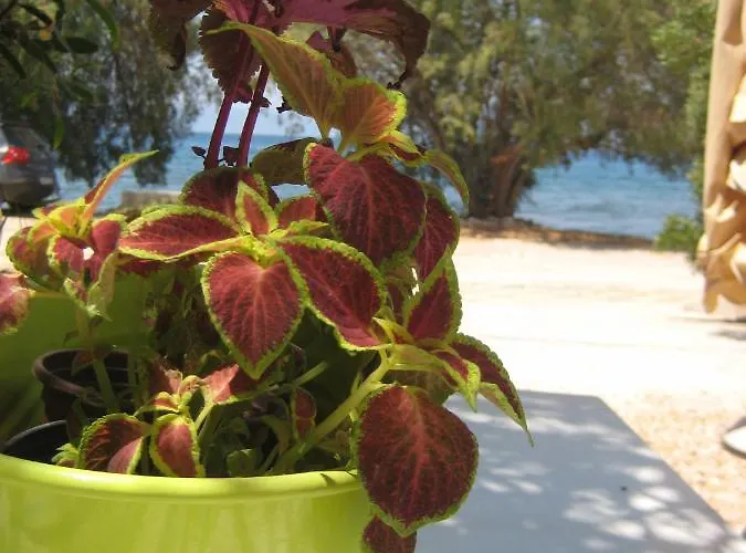 Vikos Apartmán Paralia Irion