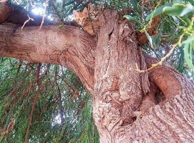 Vikos Apartmán Paralia Irion