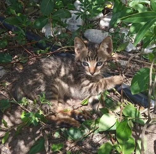 Lejlighed Vikos Paralia Irion